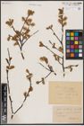 Foto von Salix aurita L.